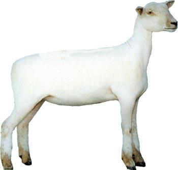 Sheep Southdown Ewe