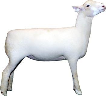 Sheep Polled Dorset Ewe