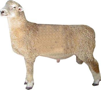 Sheep Romney Ram