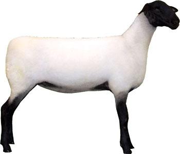 Sheep Suffolk Ewe