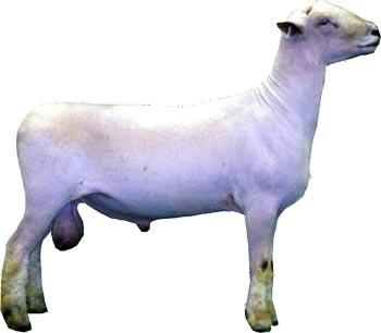 Sheep Southdown Ram