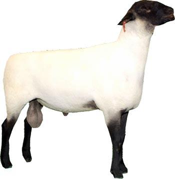 Sheep Suffolk Ram