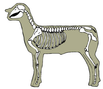Sheep Skeletal
