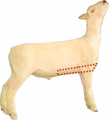 Sheep - Wholesale Cut - Breast