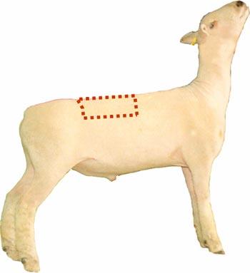 Sheep - Wholesale Cut - Loin