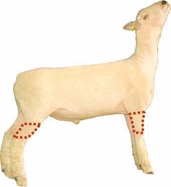 Sheep - Wholesale Cut - Shank