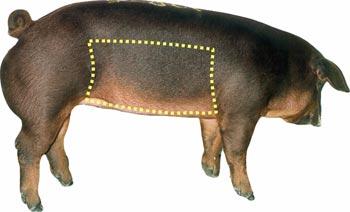 Swine - Wholesale Cut - Bacon