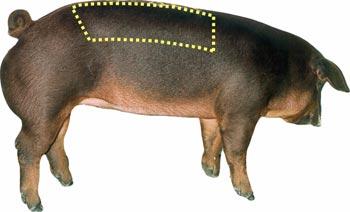 Swine - Wholesale Cut - Loin