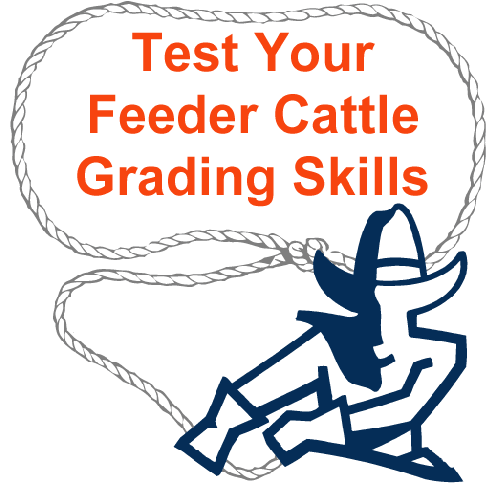 Test Your Feeder Cattle Grading Skills