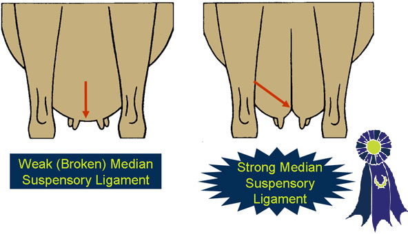 Udder Conformation Median Suspensory Ligament