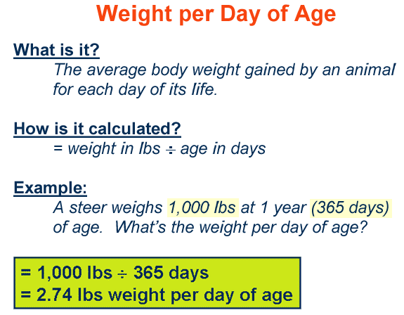 Weight per day of age