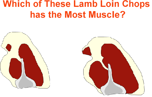 Which Lamb Loin Chops has the most muscle