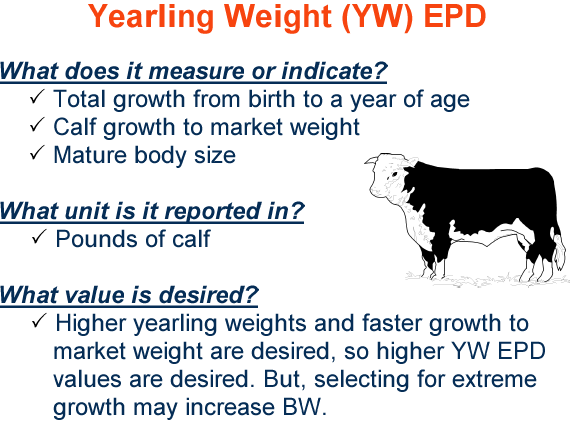 Yearling Weight EPD