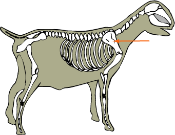 Goat - Skeletal - Scapula