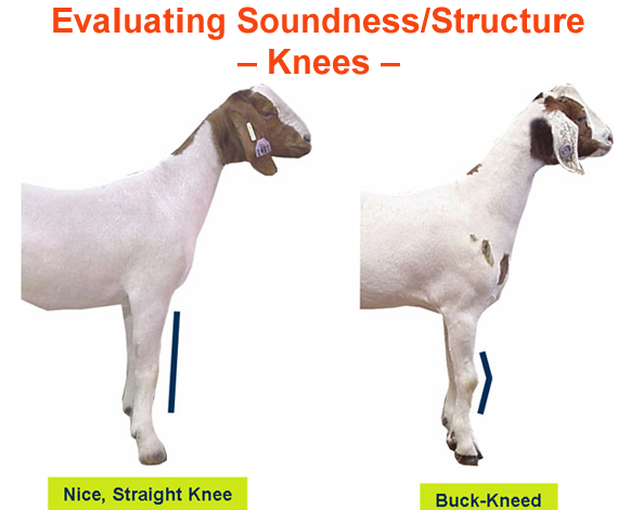 Evaluating soundness structure knees
