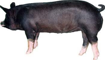 Berkshire swine picture