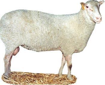 Finnesheep sheep picture