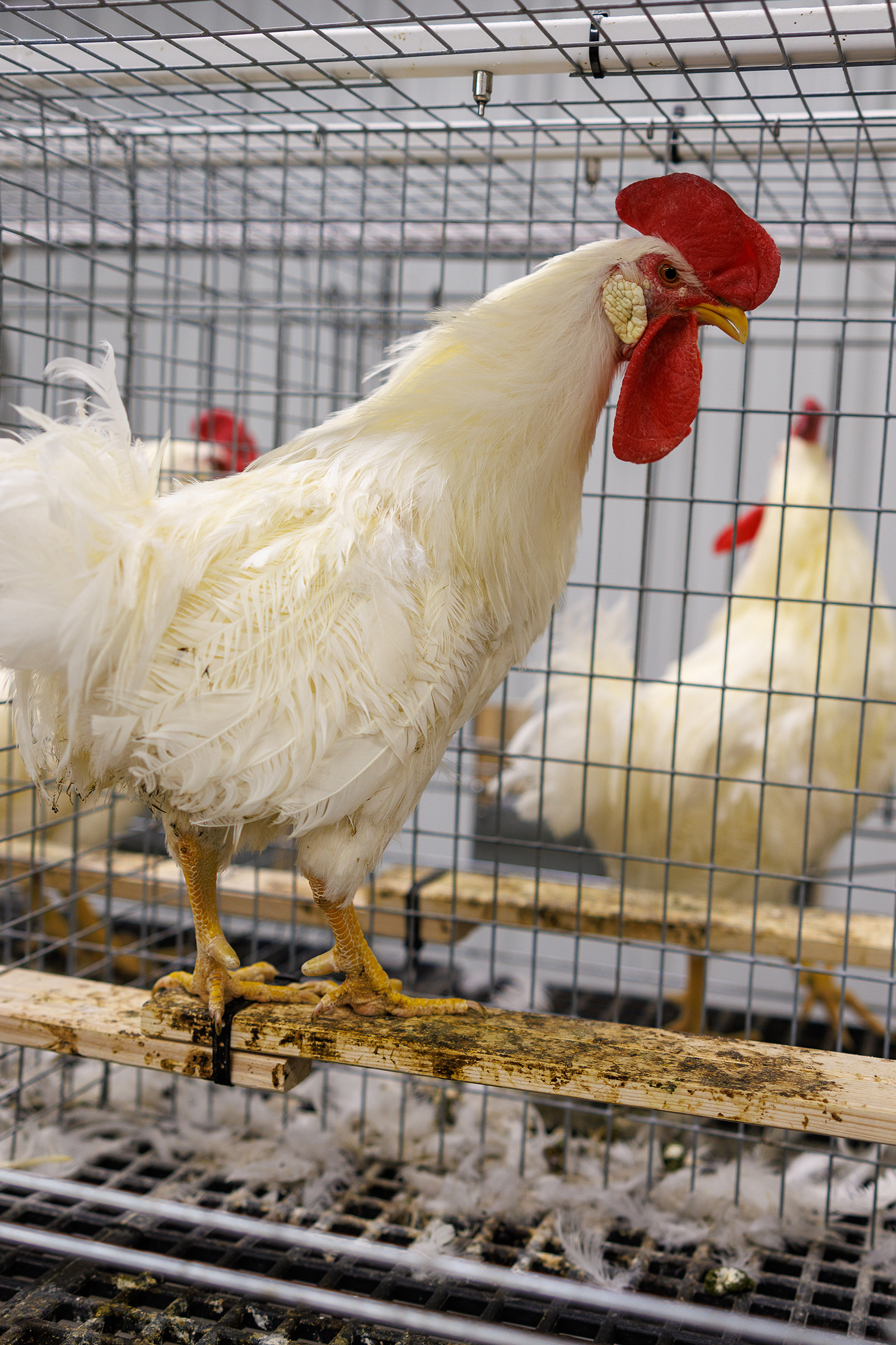 Individual rooster pens for artificial insemination