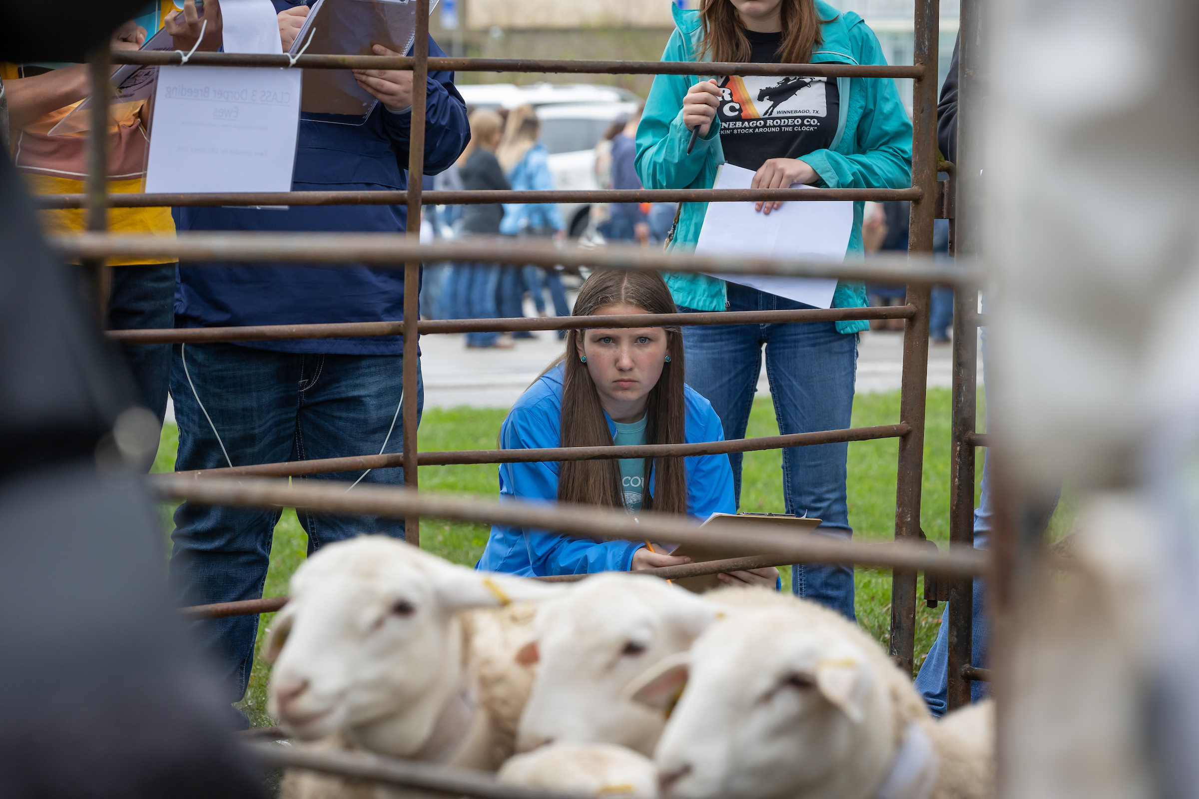 4-H youth judge sheep