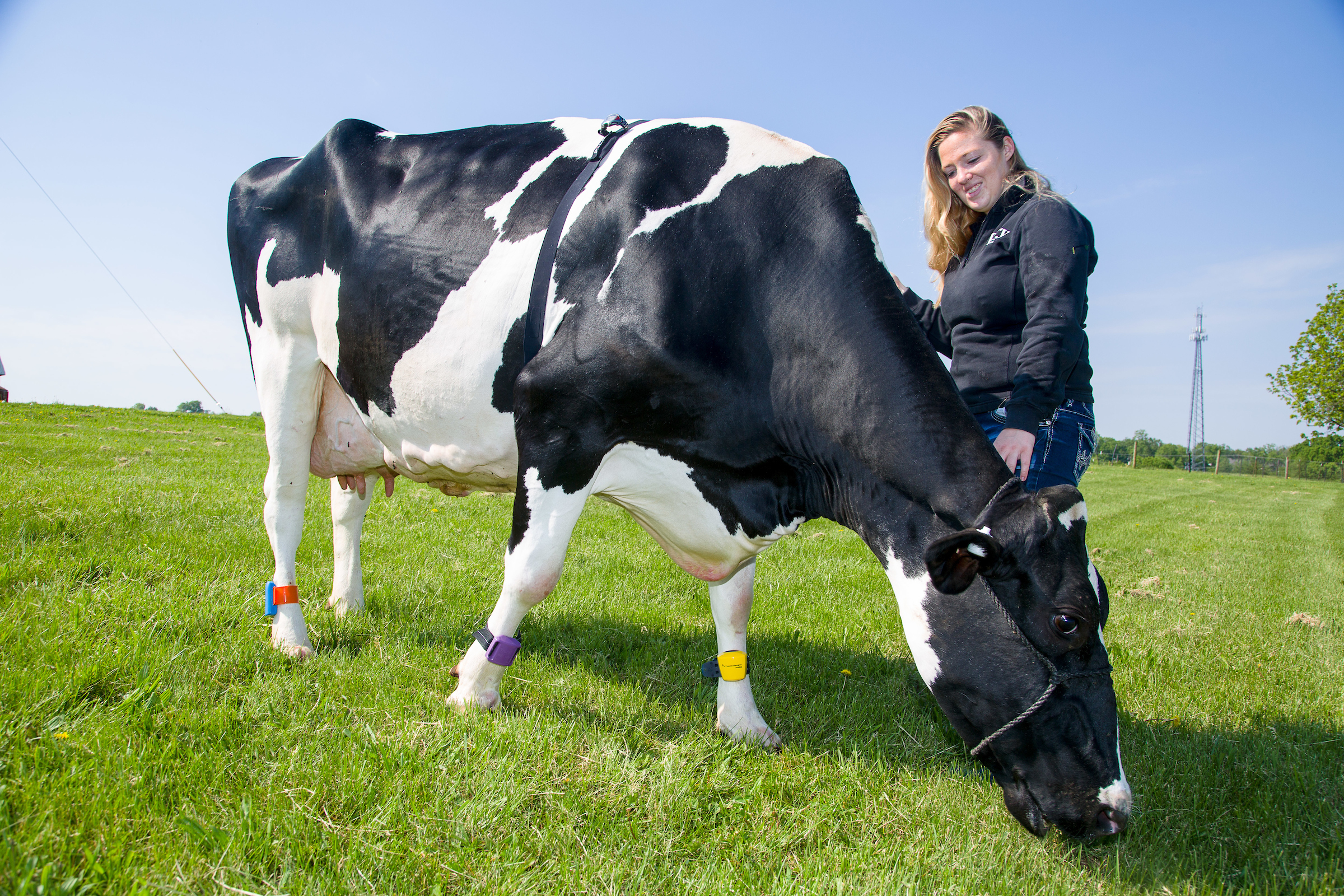 An Animal Science student works with a dairy cow at the Dairy Research Unit on Coldstream Farm.