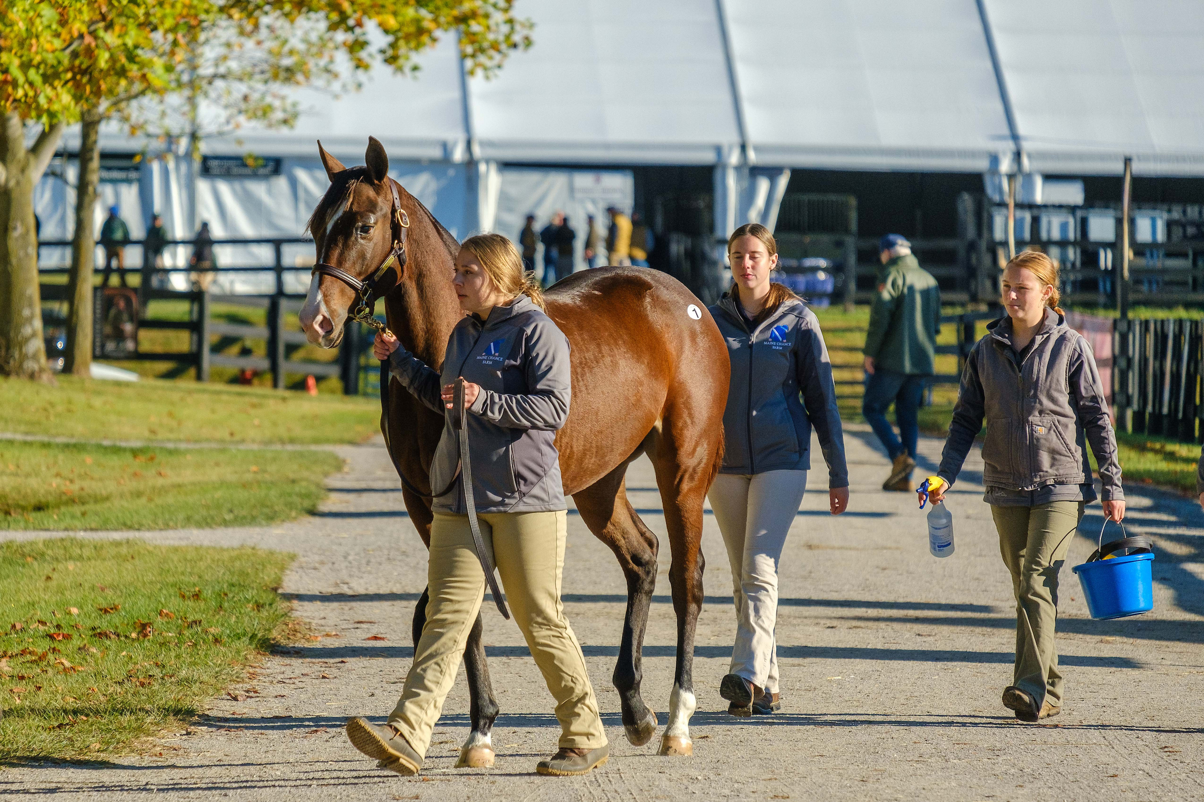 Equine Science students prepare a horse for sale at Fasig-Tipton in Lexington, Ky.