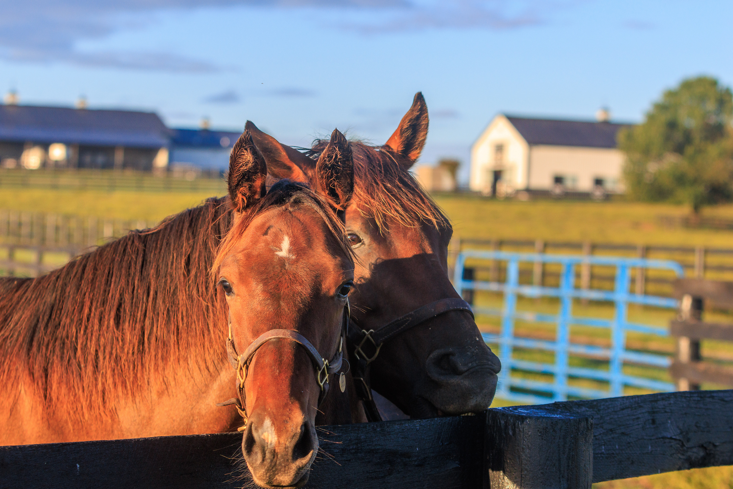 A horse and her foal stand by the fence at Maine Chance Farm.