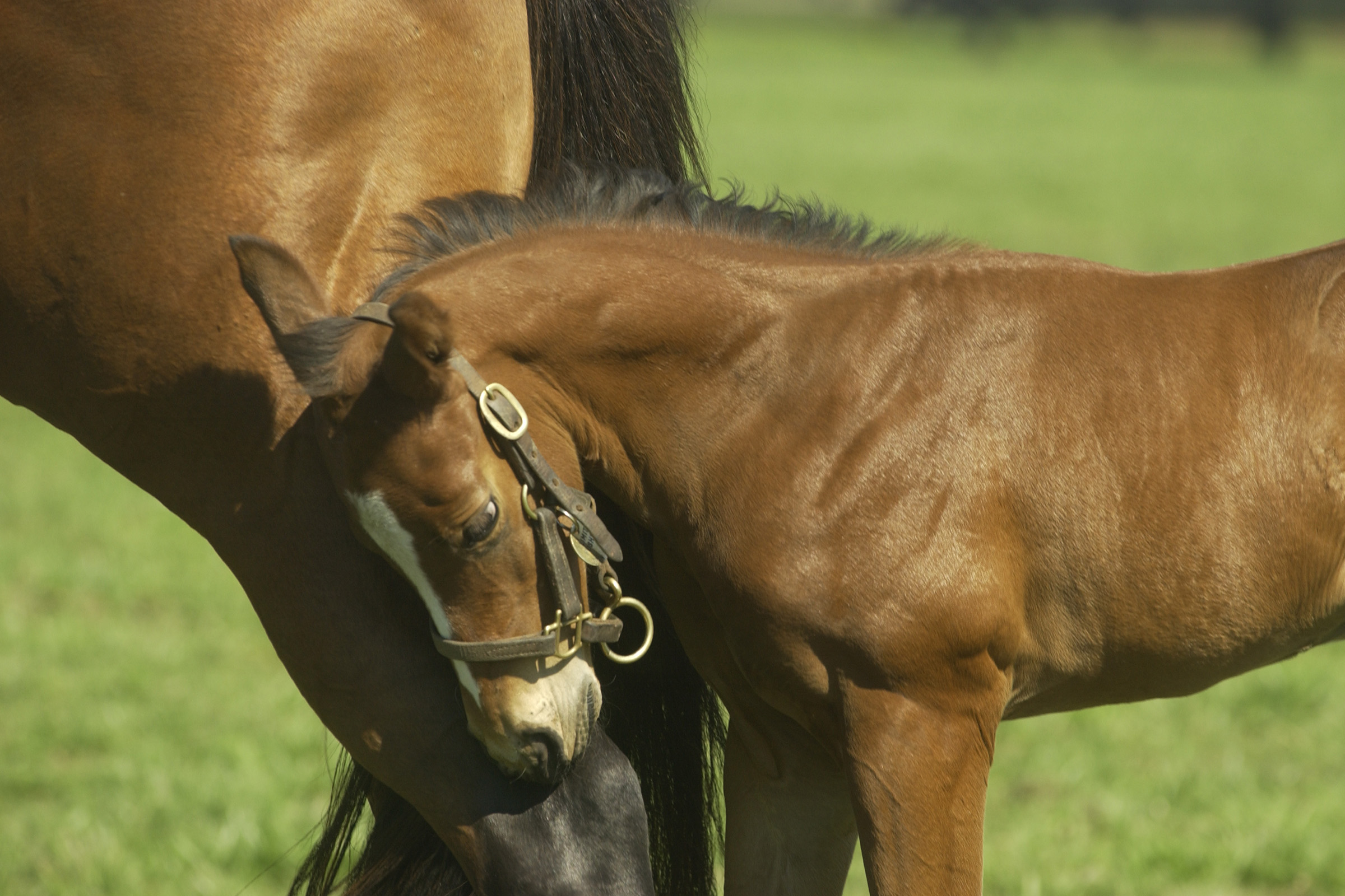 A mare stands with her foal
