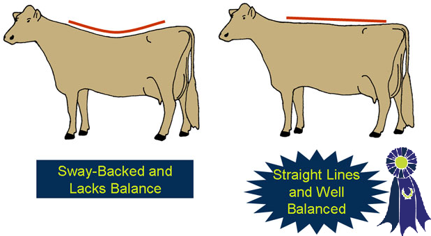 Illustration of straightness of design