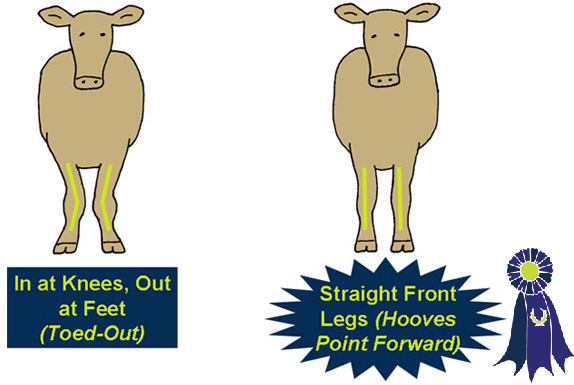 Illustration of front legs