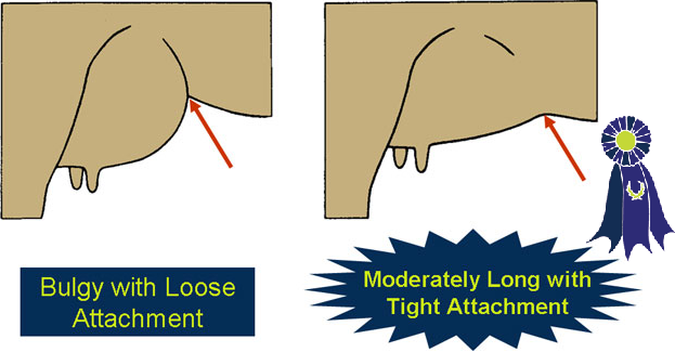 Illustration of fore udder