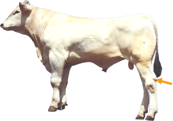Beef Cattle Part - Hock