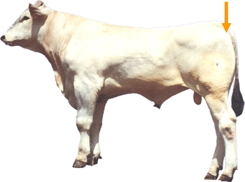 Beef Cattle Part - Pin Bone