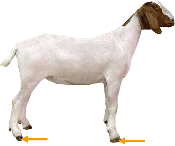 Goat Hoof picture
