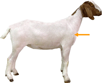 Point of Shoulder