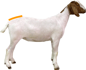 Rump