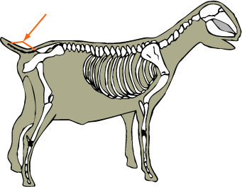 Coccygeal Vertebrae