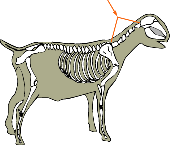 Goat Skeletal Cervical Vertebrae