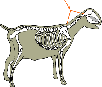 Cervical Vertebrae