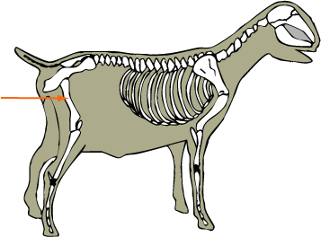 Femur