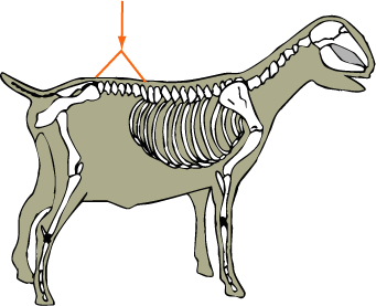 Goat Skeletal Lumbar Vertebrae