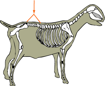Lumbar Vertebrae