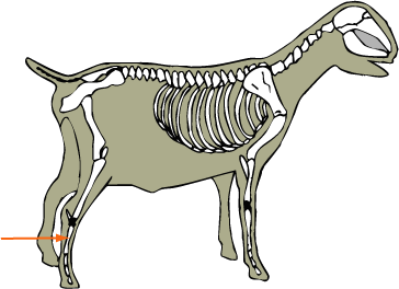 Goat Skeletal Metatarsals