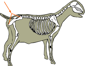 Goat Skeletal Os Coxoe (Pelvis)
