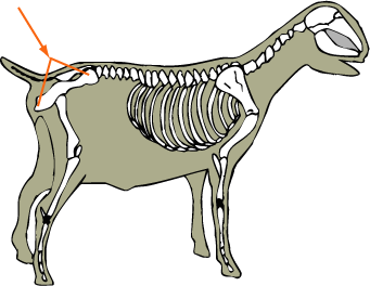 Os Coxoe (Pelvis)