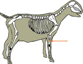 Goat Skeletal Radius
