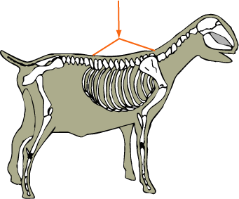 Goat Skeletal Thoracic Vertebrae