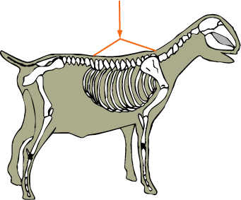 Thoracic Vertebrae