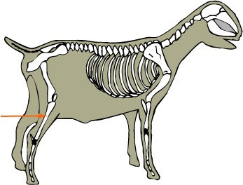 Goat Skeletal Tibia