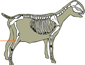 Tibia