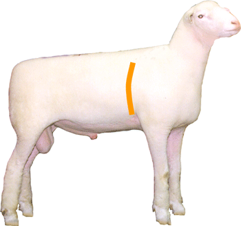 Sheep External Part Forerib